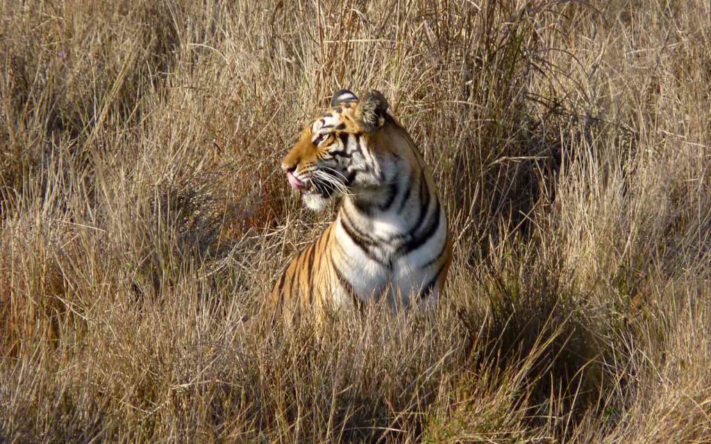 A tiger in the grass.