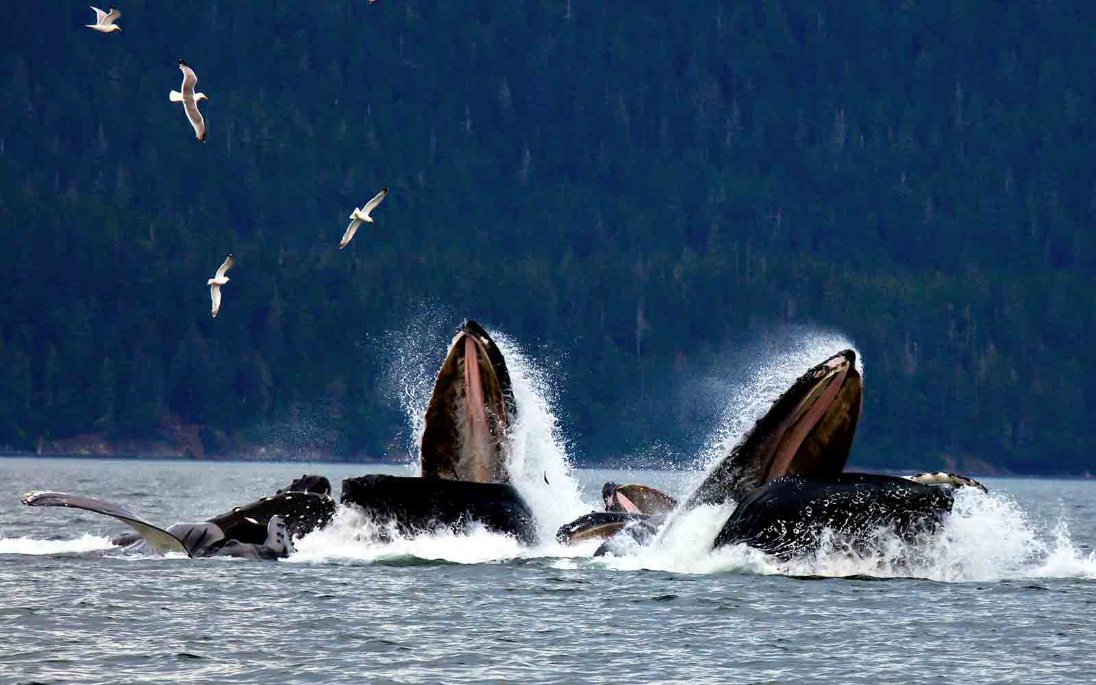 Three humpback whales with their mouths open in the water.