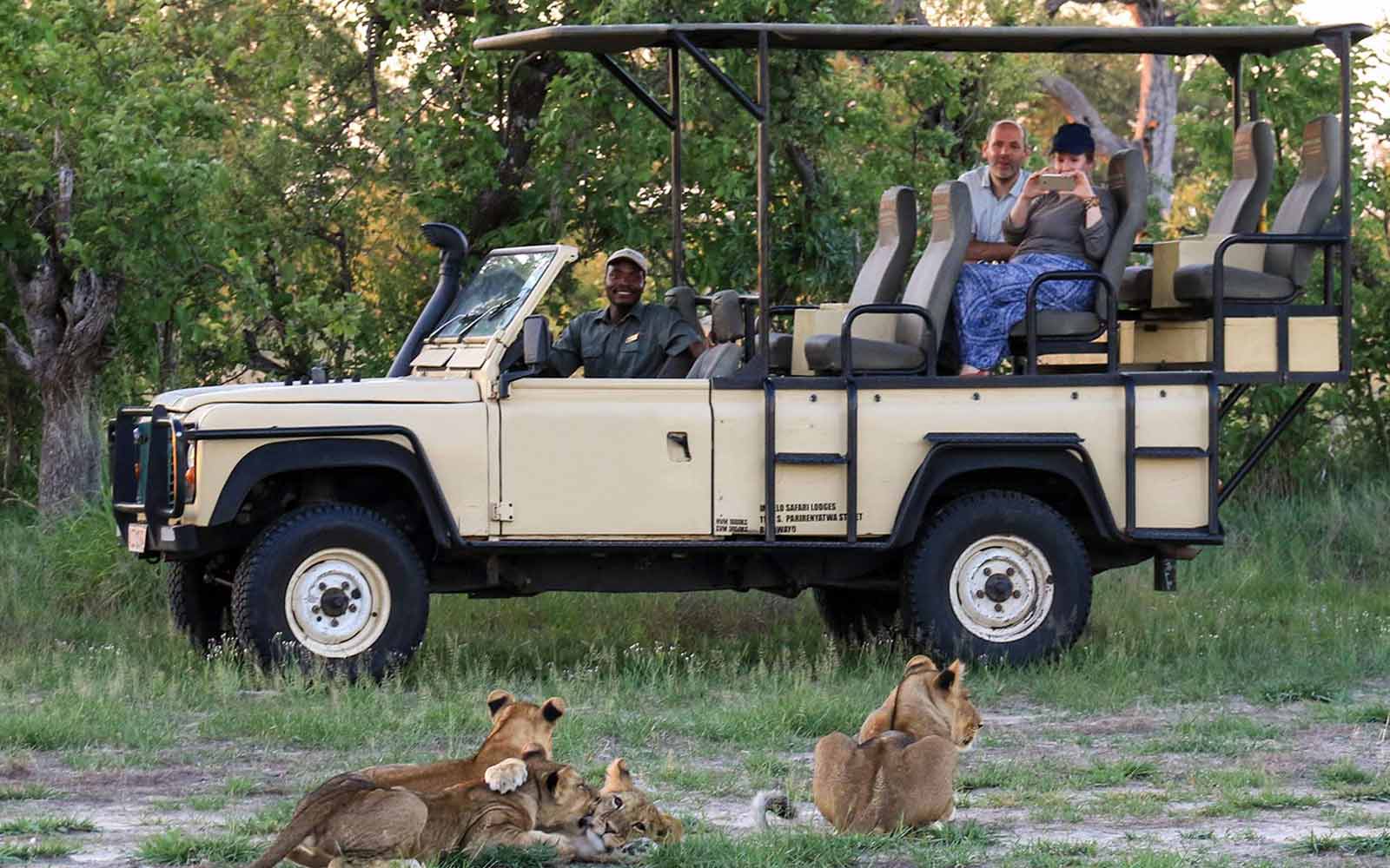 Land rover safari with lions.