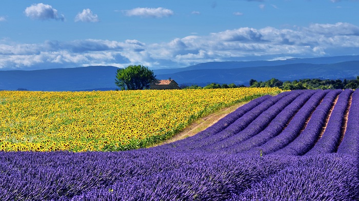 multiple fields of wildflowers in Europe 