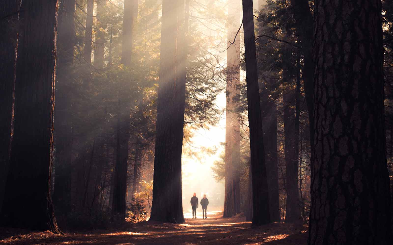 Two people walking through a forest with sunlight shining through the trees.
