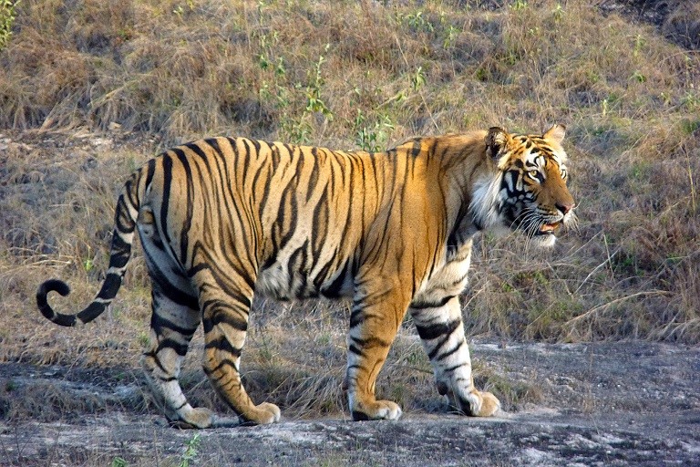 Save the Tiger