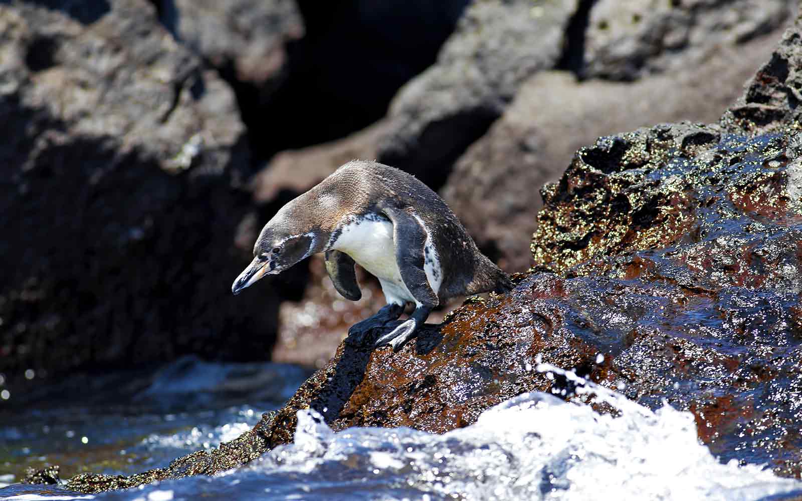Penguin on the Galapagos Islands