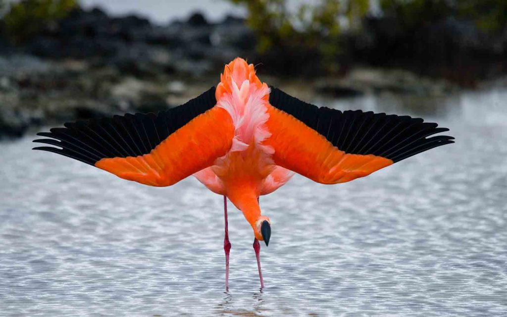 An orange flamingo flies out of the water.