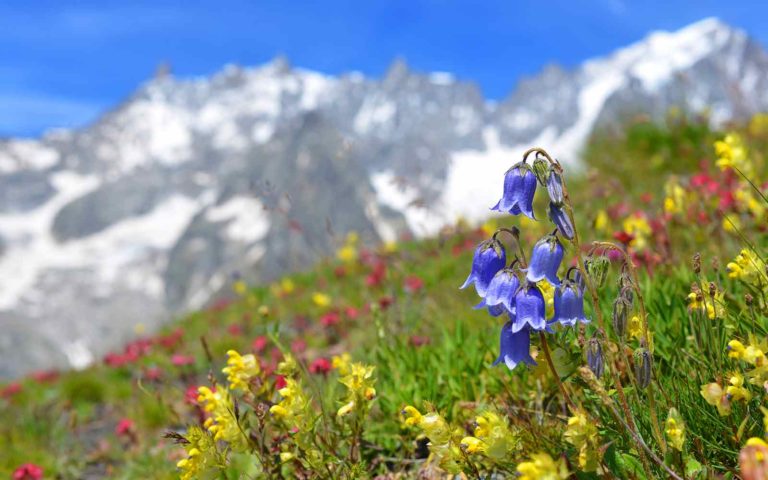 A colorful landscape view of a mountain side meadow with wildflowers with the Swiss Alps in the background