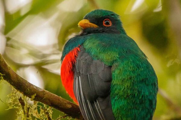A green and red bird sits on a branch.