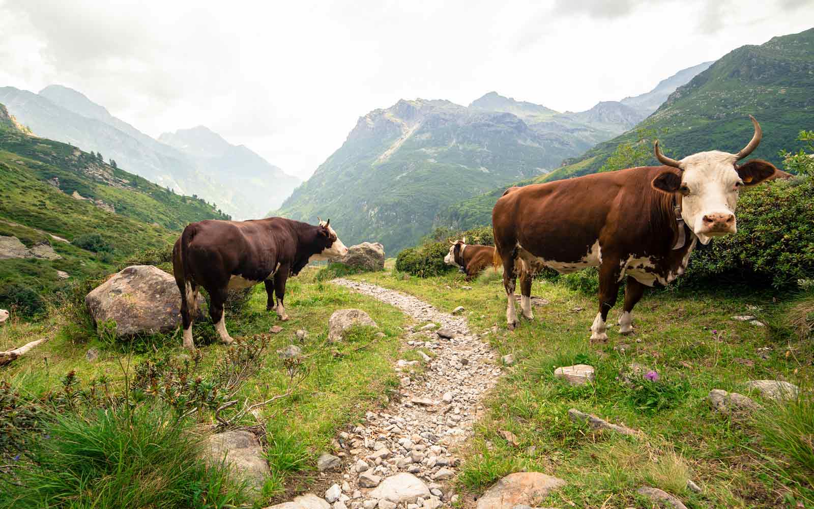 A group of cows standing on a path in the mountains, making it one of the best places to hike in Switzerland.
