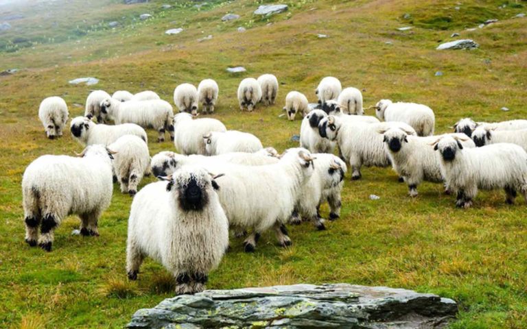 A group of sheep on a mountainside on the Haute Route hike in the Swiss Alps