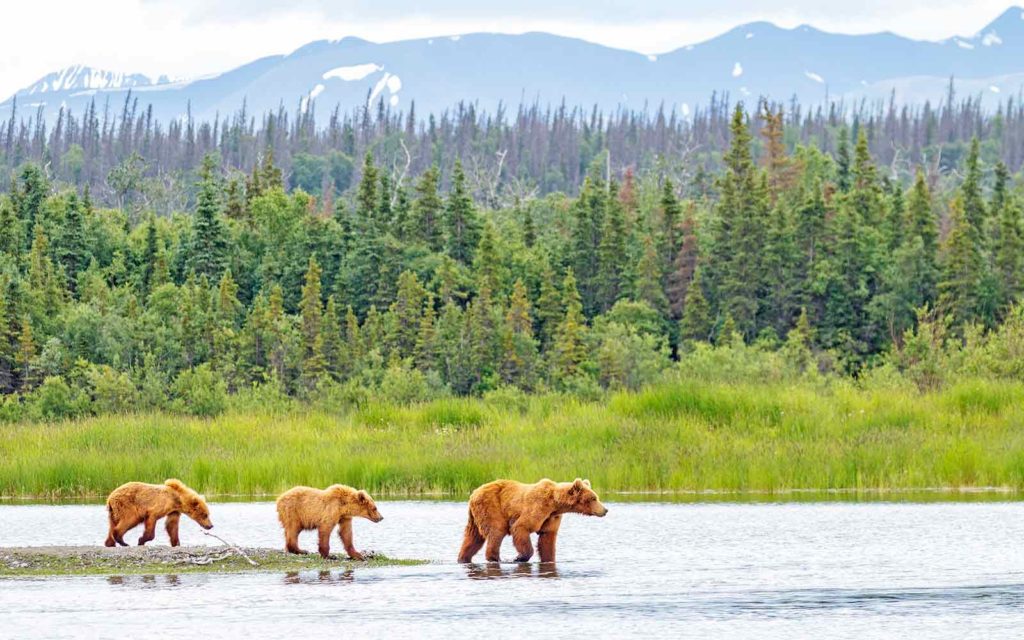 Three brown bears standing in the water near a forest during an USA adventure tour.