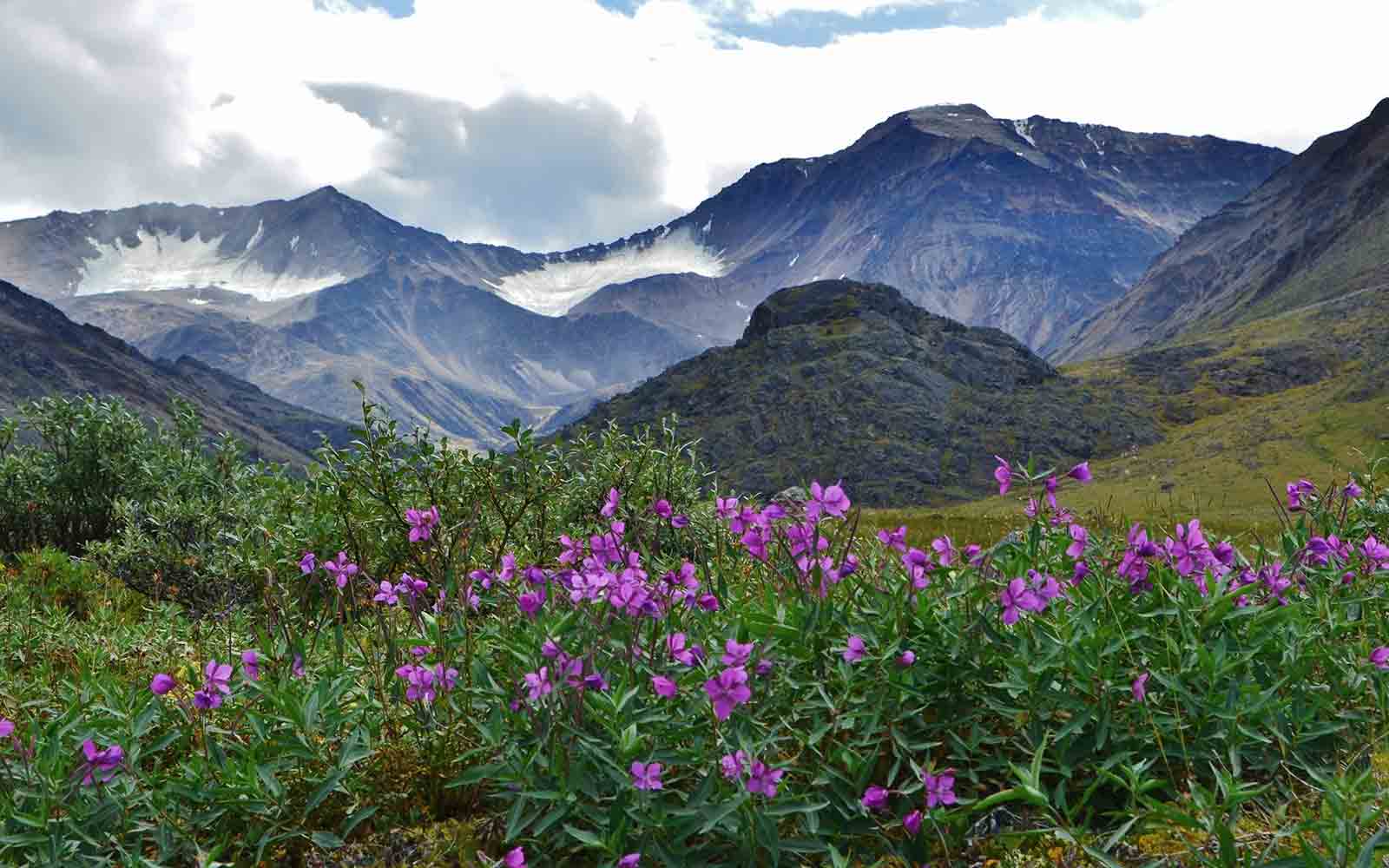 A field of purple flowers with mountains in the background, perfect for USA adventure tours.
