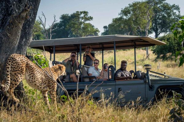 Africa Adventure Travel with a Cheetah on safari in Tanzania.