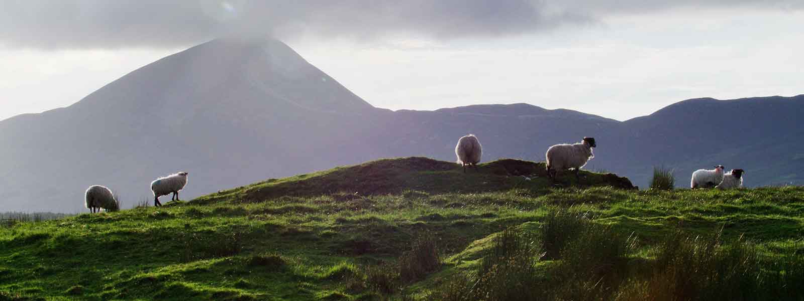 Ireland adventure tours featuring sheep grazing on a grassy hill.