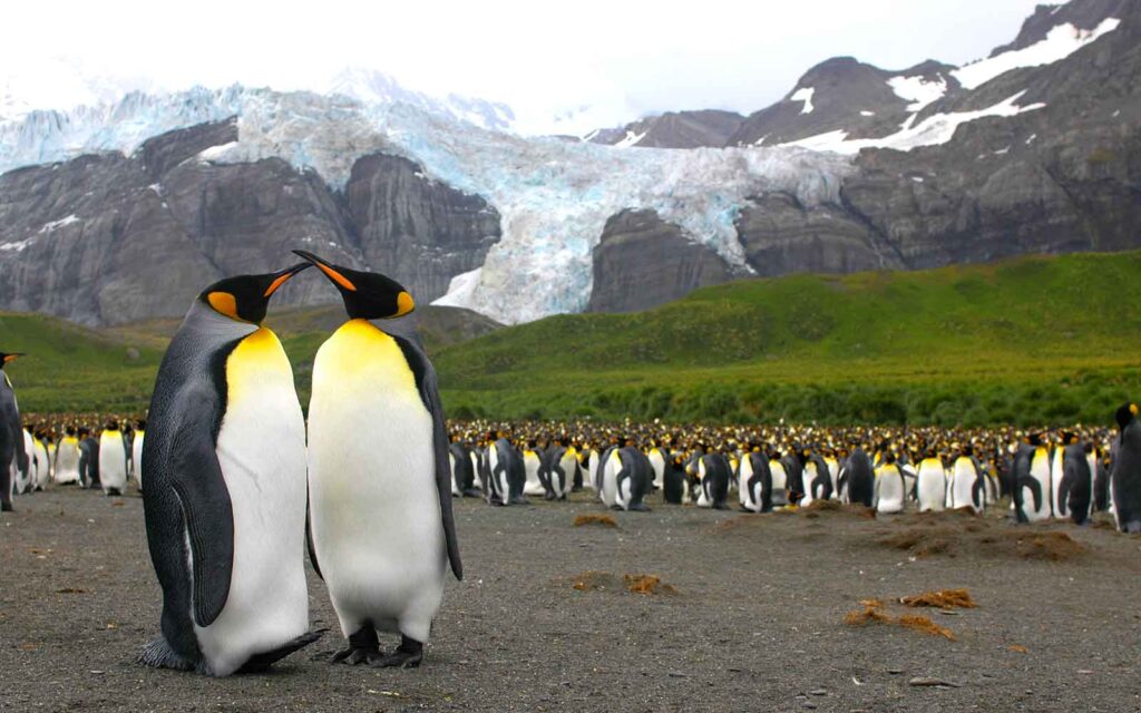 A group of penguins standing in front of a mountain during a polar cruise.