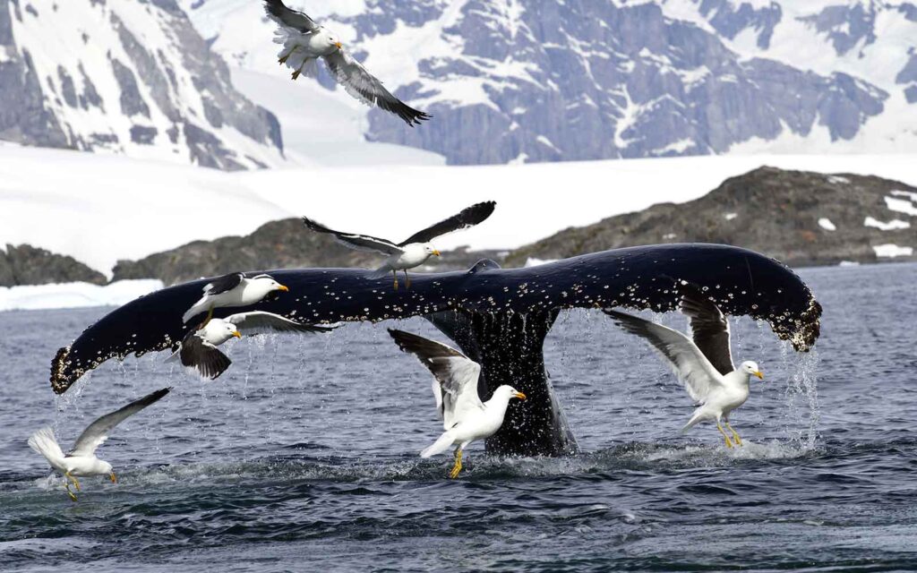 A group of seagulls flying over a humpback whale during a polar cruise.
