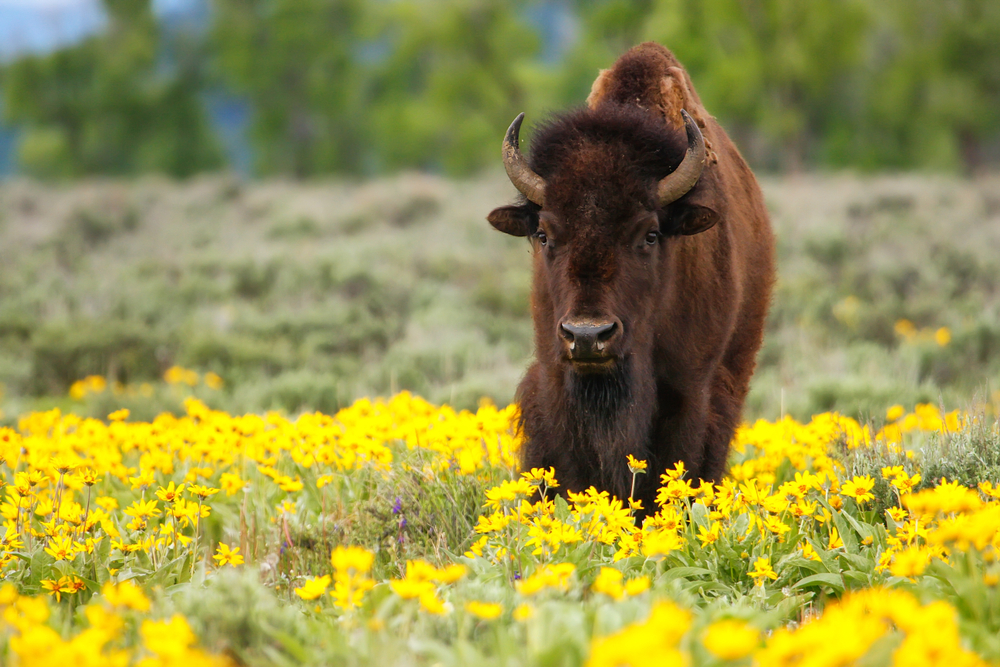 Best US adventure tours include witnessing a bison walking through a field of yellow flowers.