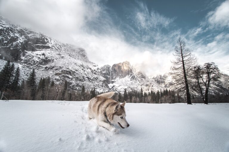 Husky is trekking in the snow playfully outside
