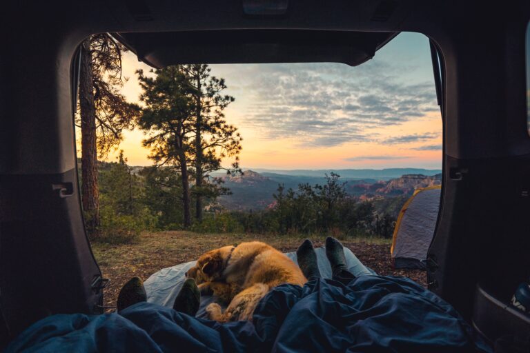 camping with your dog in a camping tent