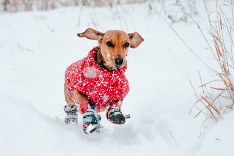 Chihuahua wearing a red shirt on a walk with dog walker
