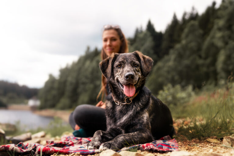 black dog hiking with pet owner at a trail 