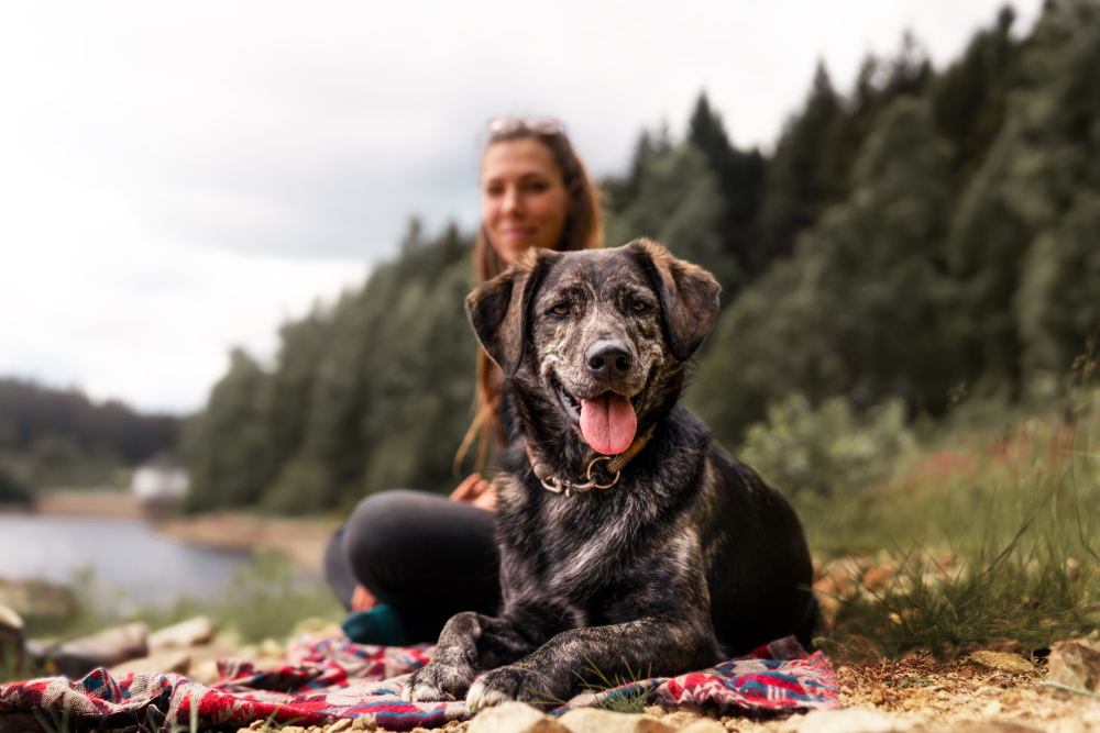 black dog hiking with pet owner at a trail
