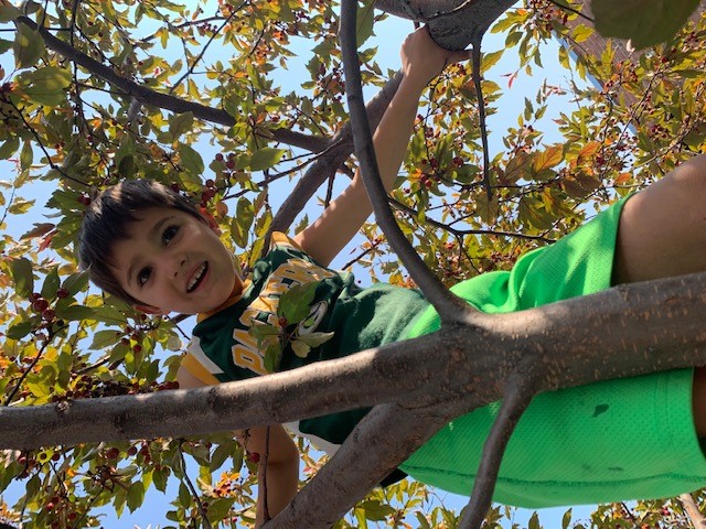 kid standing on top of a tree branch kid in green shorts looking down at the camera in a hiking trip