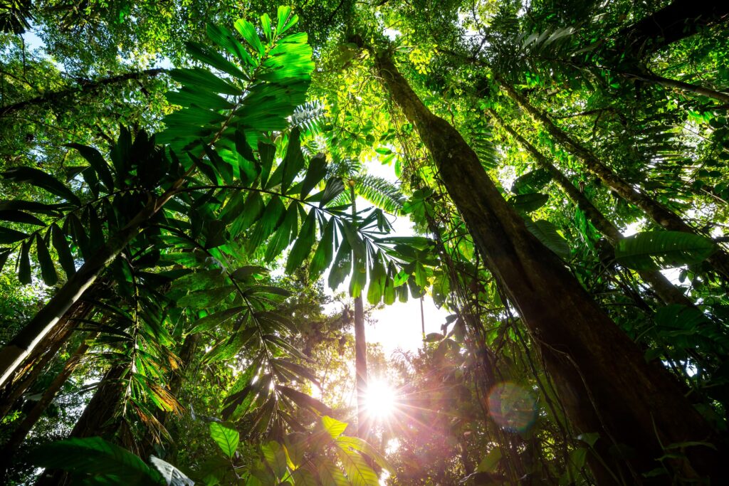 
Misty Rainforest in  Costa Rica,  Central America. RF stock. Purchased 050718Stock Photo ID: 228699595Copyright: Andrushko Galyna