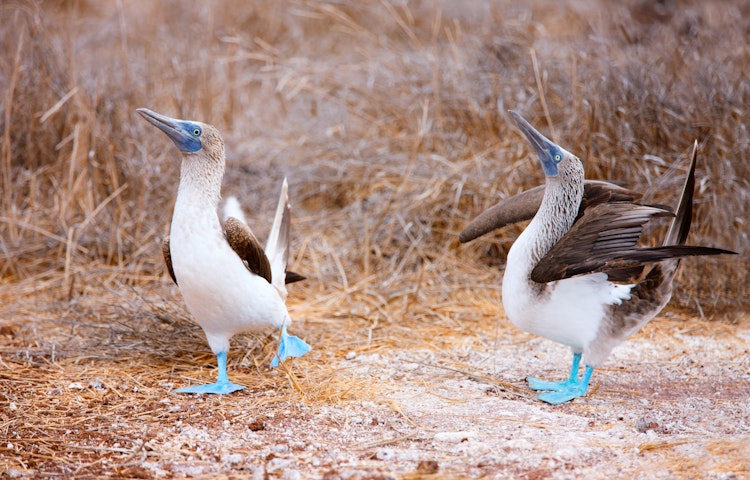 A birding destination, the Galapagos Islands, home to two blue-footed boobies.