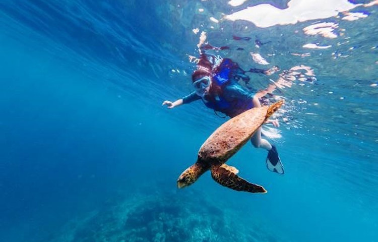 go adventure snorkeling with The Galapagos sea lions