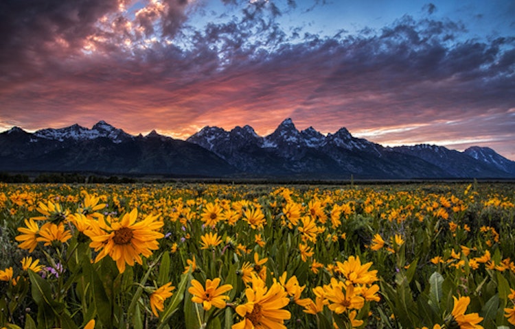 wildlife in the Yellowstone Teton National Park