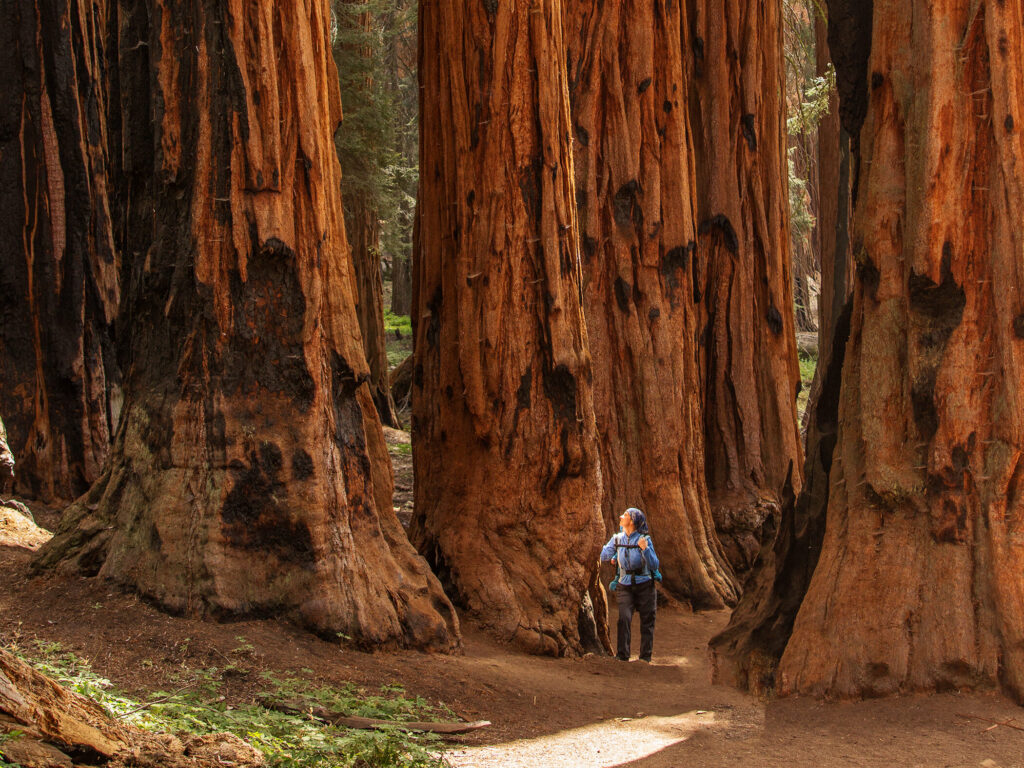 woman hiker looking up at giant sequoia tree at the national park in Yosemite, CA