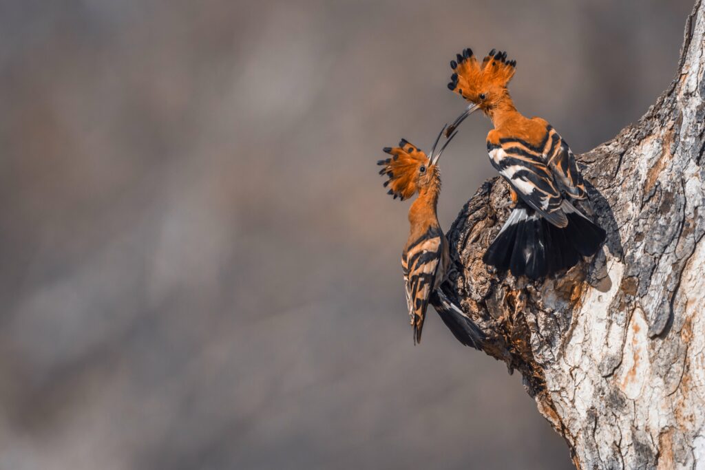 African hoopoe in Kruger National park, South Africa ; Specie Upupa africana family of Upupidae