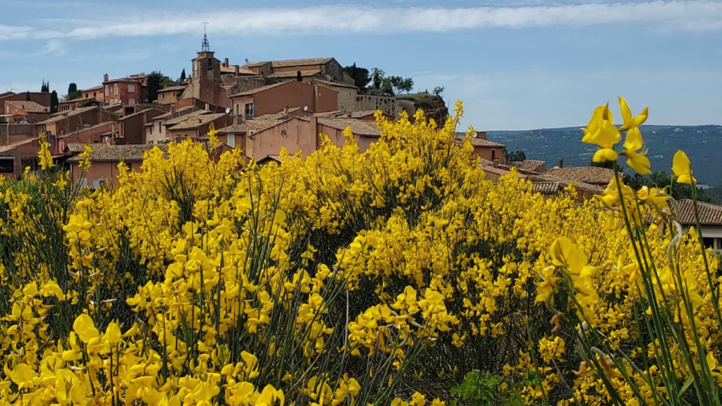 Fields and fields of yellow flowers in Provence Fields and fields of yellow flowers in Provence
