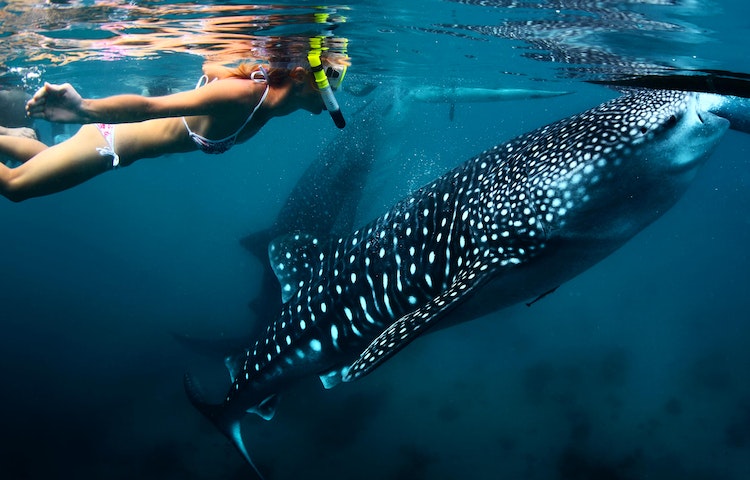 going under the sea