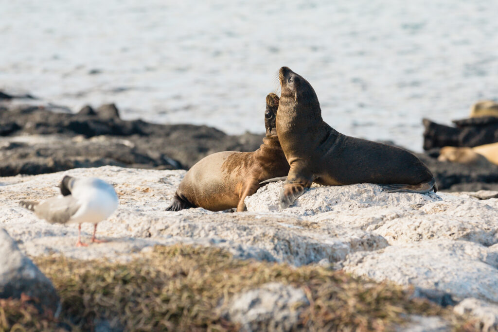 seals in agalapagos