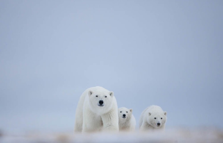 polar bears