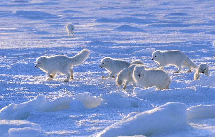 arctic foxes
