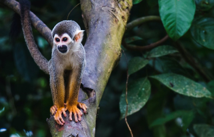 monkey