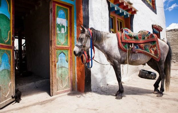 trek through Mustang