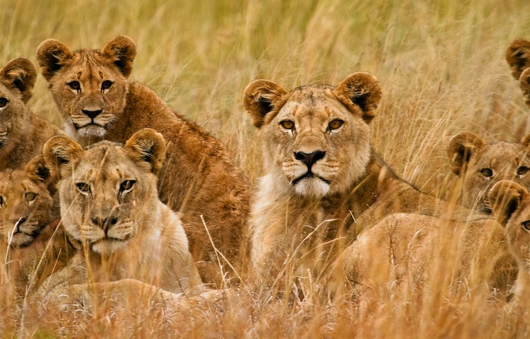 A group of lion cubs are sitting in tall grass.