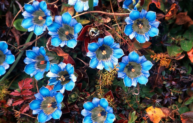 flowers