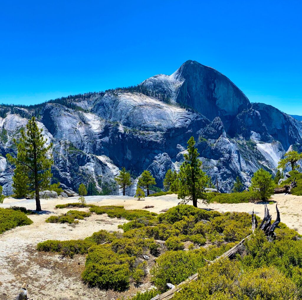 Panoramic shot of Yosemite trees and foliage