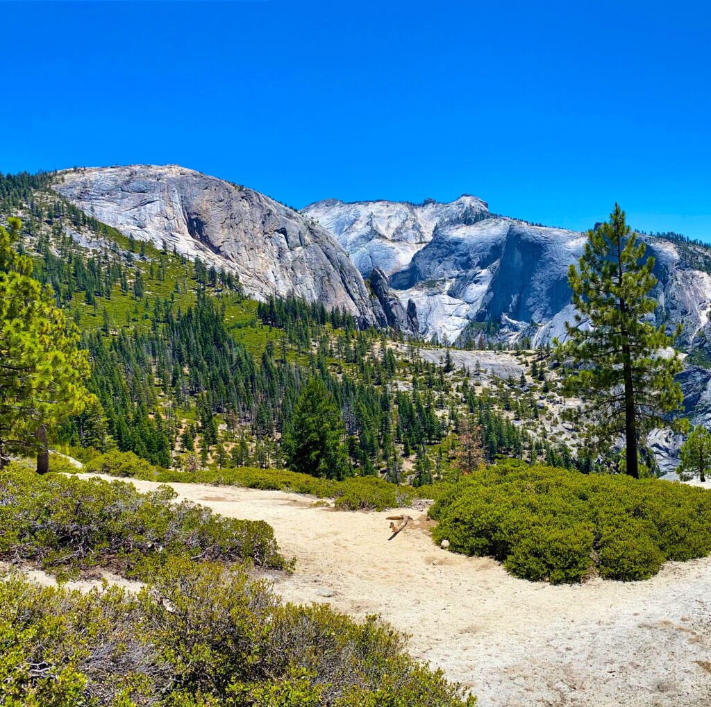 Views of trees and mountains in Yosemite Valley