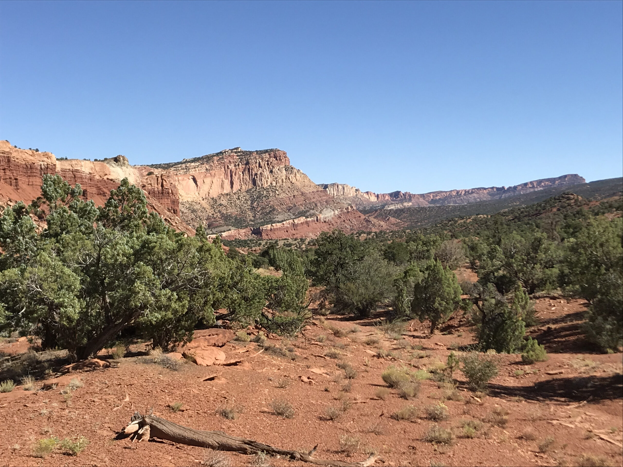 A view of a desert area with red rocks and trees.