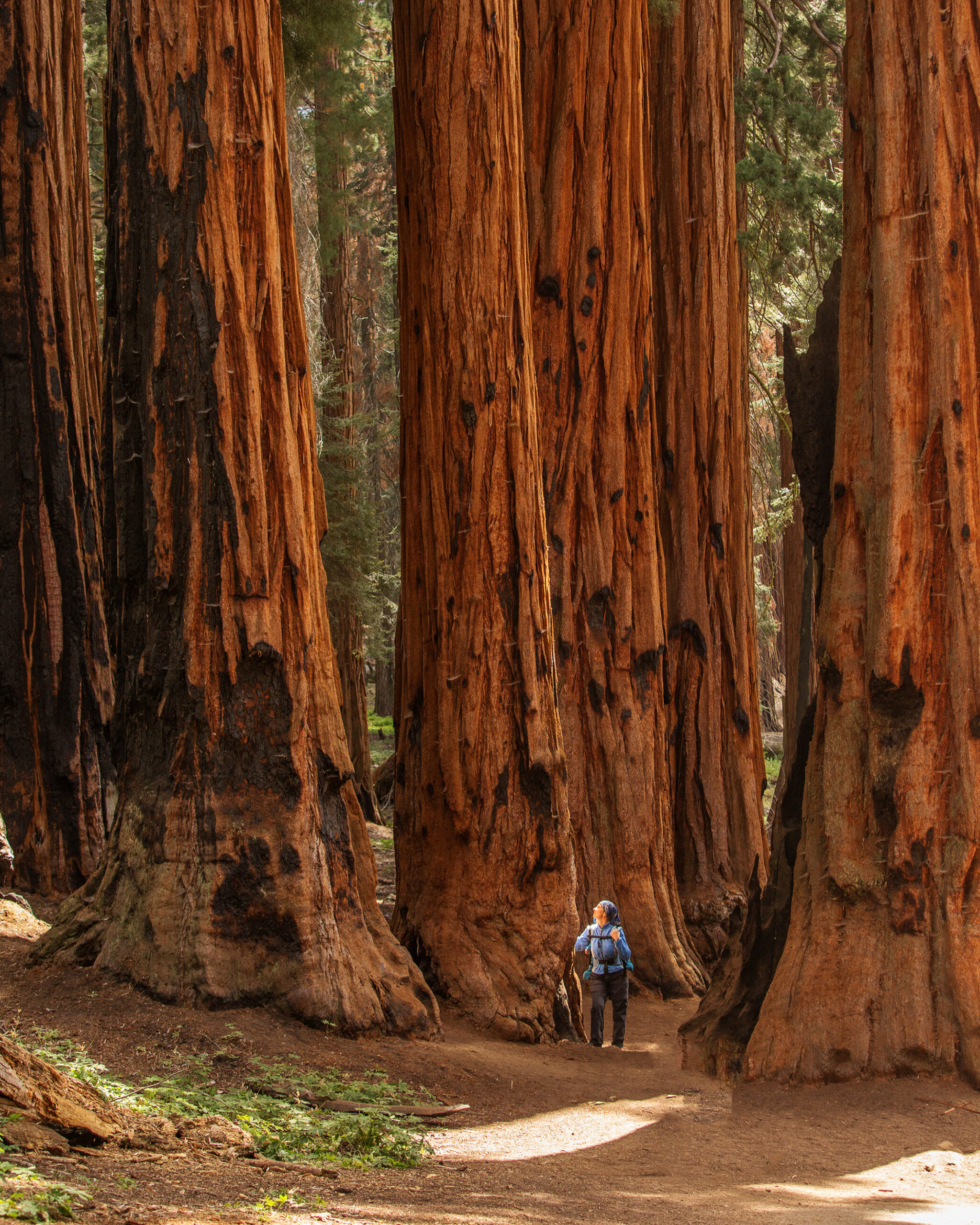 A person walking through a forest.