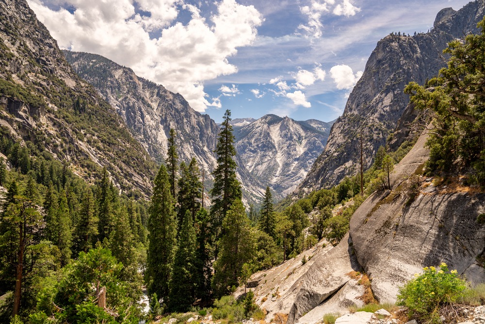 Landscape filled with sequoias and oaks in Kings Canyon National Park, California, USA