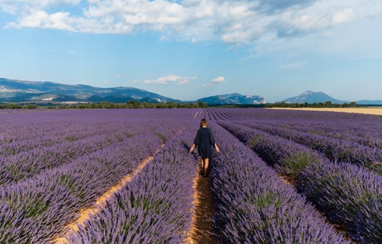 Tourist walking through Provence's beautiful lavender fields and enjoying gourmet picnics with provencal specialties!  / Shutterstock