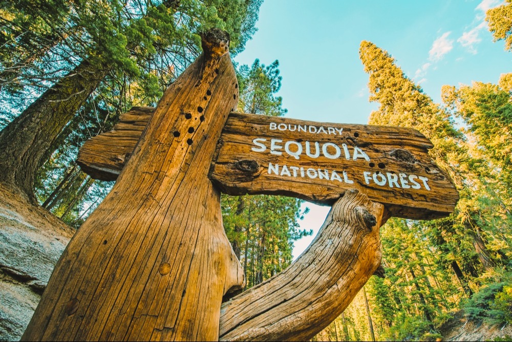 Sequoia grove in Sequoia National Park, California, USA