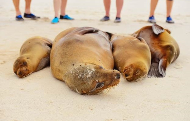 seals lounging in Galapagos island on a land adventure 