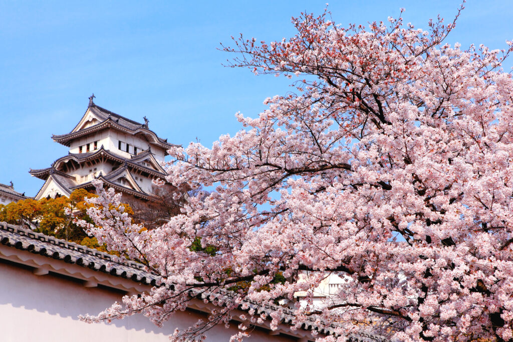 Cherry blossoms blooming in Osaka