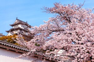 A Japan travel guide featuring a tree with pink blossoms, a perfect delight for nature enthusiasts seeking the beauty of Japanese landscapes.